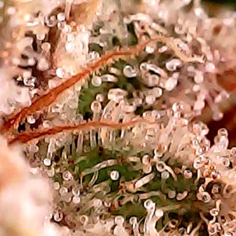 Amnesia growlog timeline photo