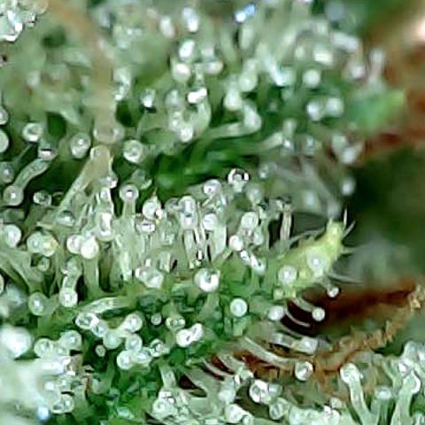 Amnesia growlog timeline photo