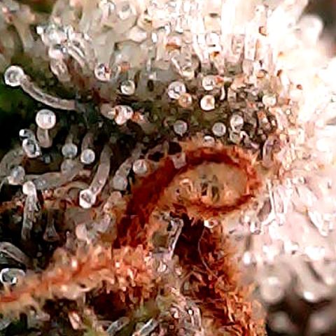 Amnesia growlog timeline photo
