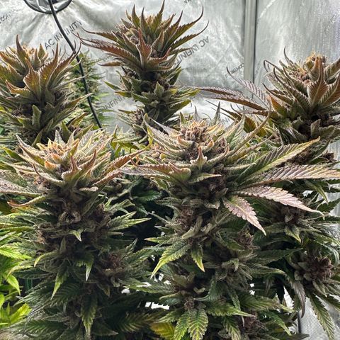 Purple Punch growlog timeline photo