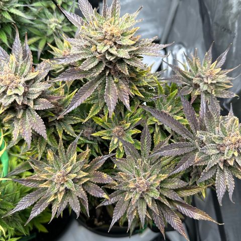 Purple Punch growlog timeline photo