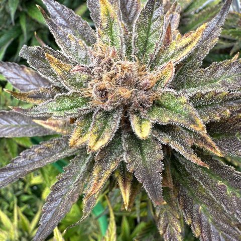 Purple Punch growlog timeline photo