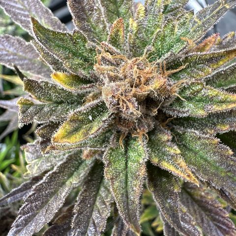 Purple Punch growlog timeline photo