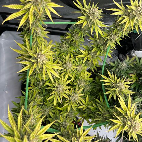Amnesia growlog timeline photo
