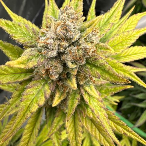 Amnesia growlog timeline photo
