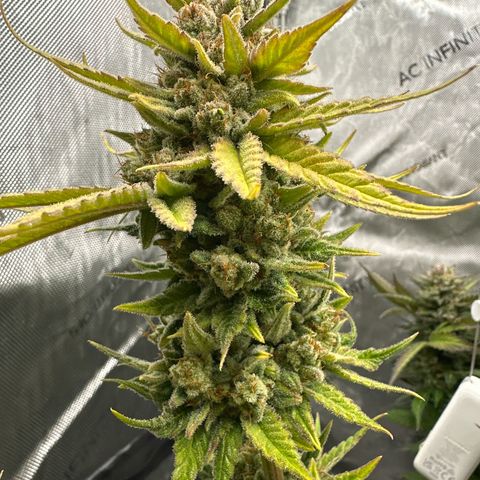 Amnesia growlog timeline photo