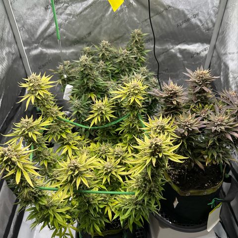 Amnesia growlog timeline photo