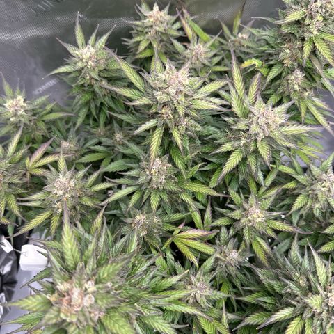Purple Lemonade Auto growlog timeline photo