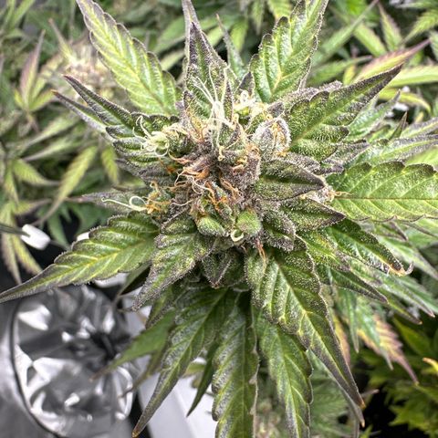 Purple Lemonade Auto growlog timeline photo