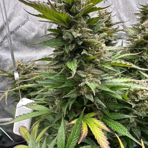 Purple Lemonade Auto growlog timeline photo