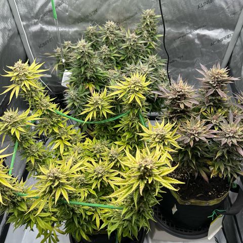 Purple Lemonade Auto growlog timeline photo