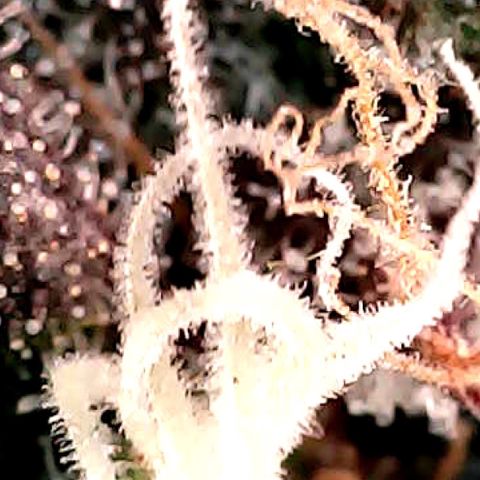 Purple Lemonade Auto growlog timeline photo
