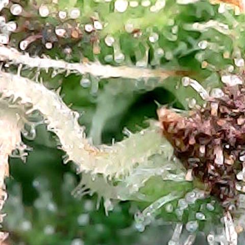 Purple Lemonade Auto growlog timeline photo
