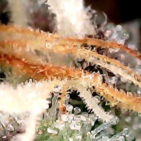 Purple Lemonade Auto growlog timeline photo