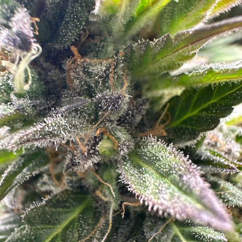 Purple Lemonade Auto growlog timeline photo