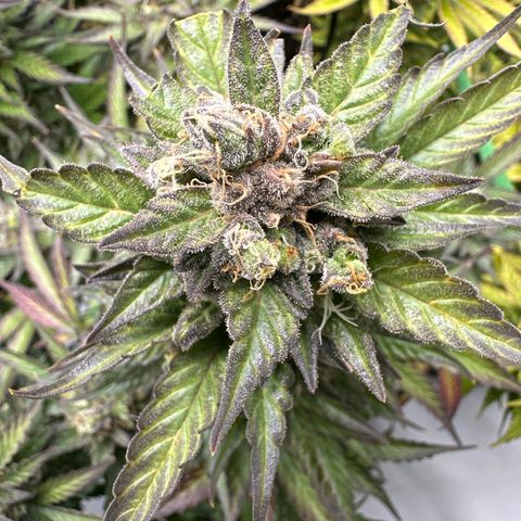 Purple Lemonade Auto growlog timeline photo