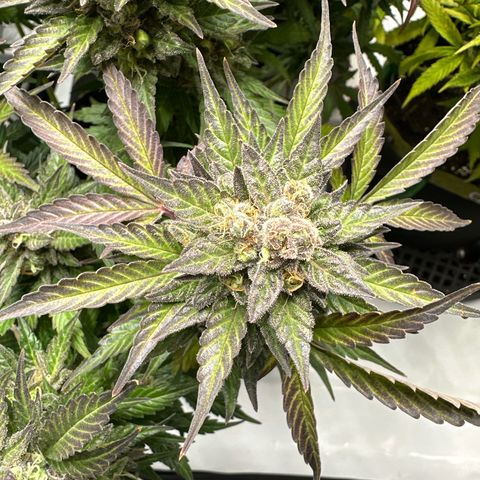 Purple Lemonade Auto growlog timeline photo