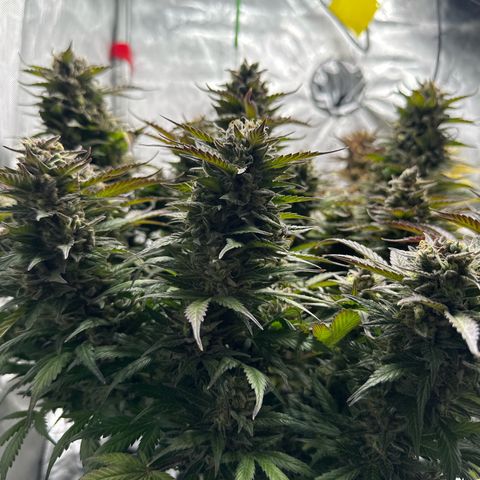 Purple Lemonade Auto growlog timeline photo