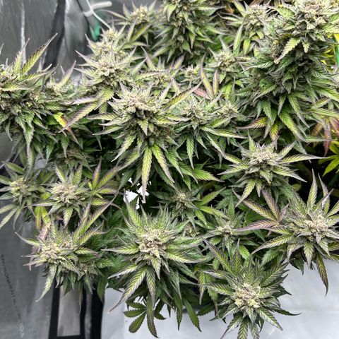 Purple Lemonade Auto growlog timeline photo