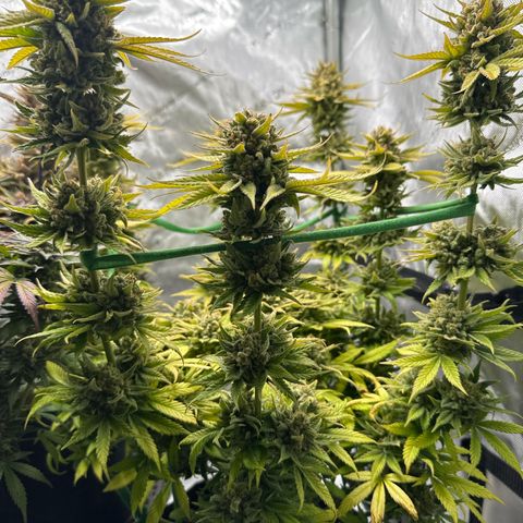 Amnesia growlog timeline photo