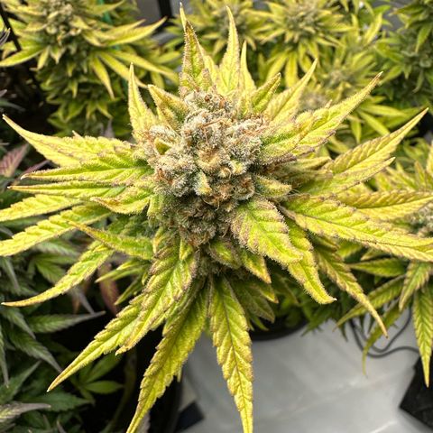Amnesia growlog timeline photo