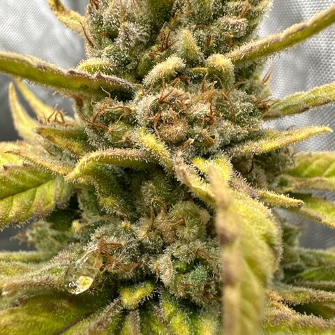 Amnesia growlog timeline photo