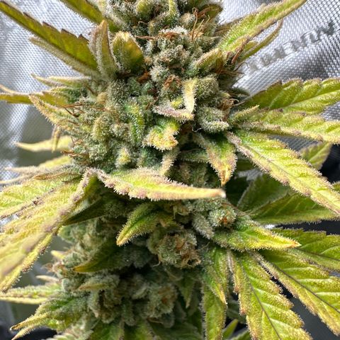 Amnesia growlog timeline photo