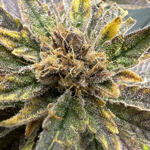 Purple Punch growlog timeline photo