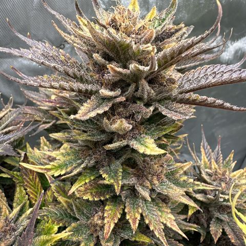 Purple Punch growlog timeline photo