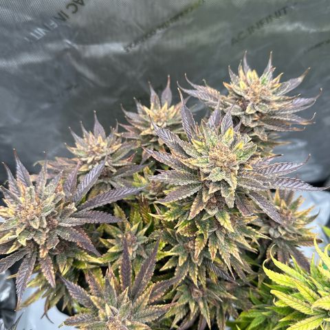 Purple Punch growlog timeline photo