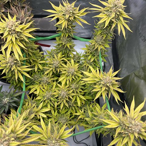 Amnesia growlog timeline photo