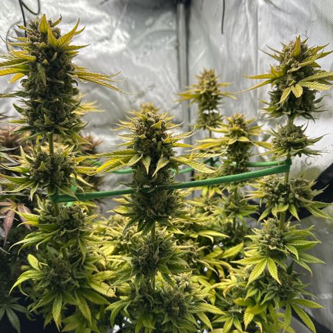 Amnesia growlog timeline photo