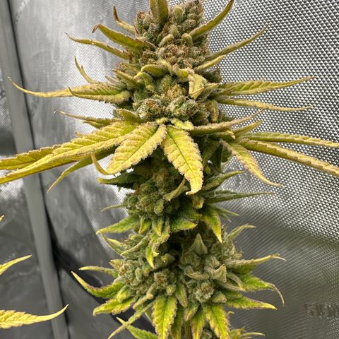 Amnesia growlog timeline photo