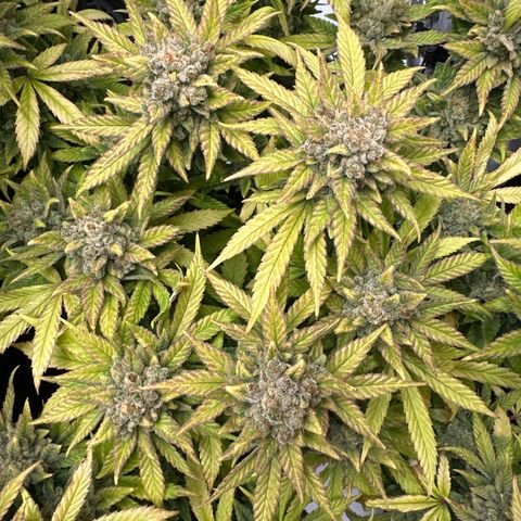 Amnesia growlog timeline photo