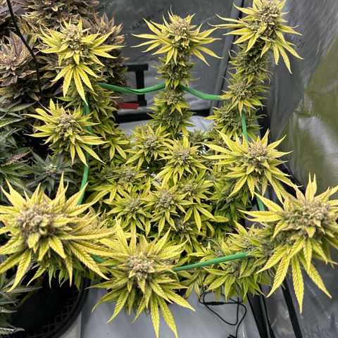 Amnesia growlog timeline photo