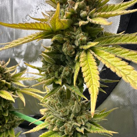 Amnesia growlog timeline photo