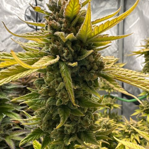 Amnesia growlog timeline photo