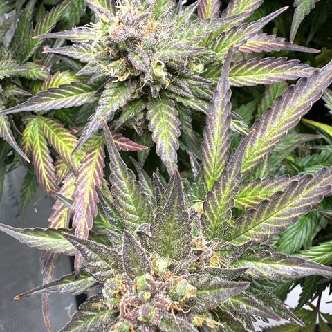 Purple Lemonade Auto growlog timeline photo