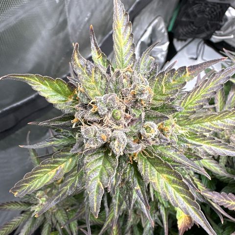 Purple Lemonade Auto growlog timeline photo