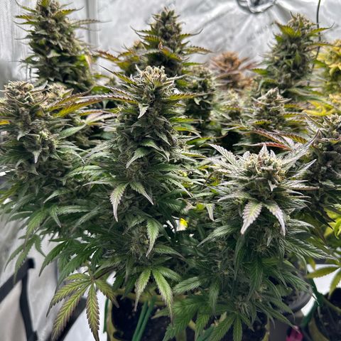 Purple Lemonade Auto growlog timeline photo