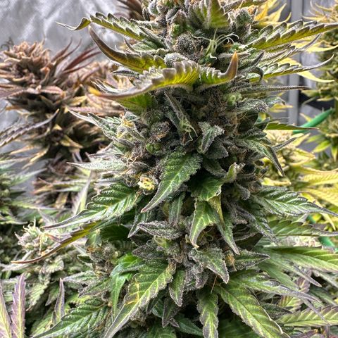 Purple Lemonade Auto growlog timeline photo