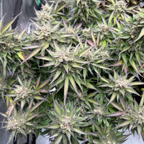 Purple Lemonade Auto growlog timeline photo