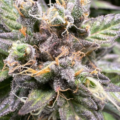 Purple Lemonade Auto growlog timeline photo