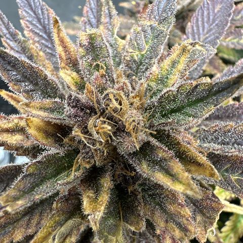 Purple Punch growlog timeline photo