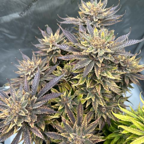 Purple Punch growlog timeline photo