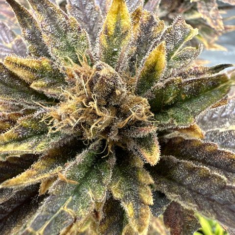 Purple Punch growlog timeline photo
