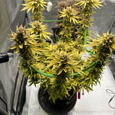 Amnesia growlog timeline photo