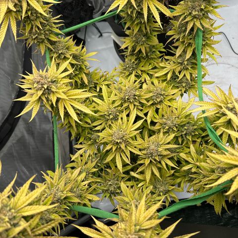 Amnesia growlog timeline photo