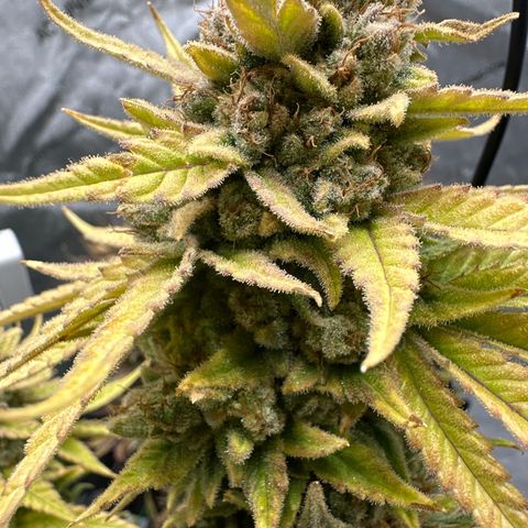 Amnesia growlog timeline photo