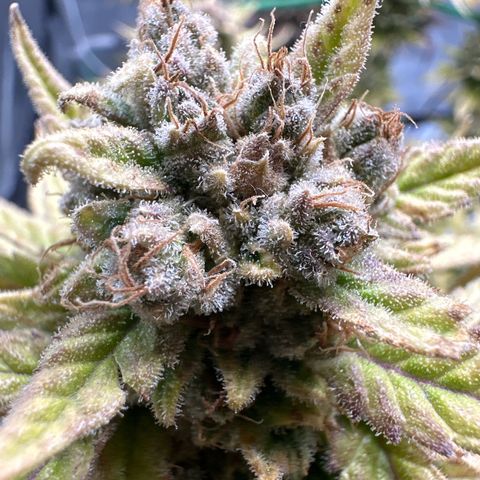 Amnesia growlog timeline photo